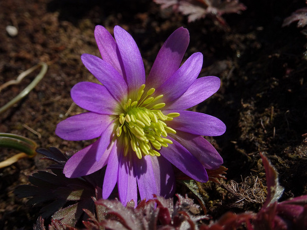 Ветреница нежная 'Розовая Звезда' - Anemone blanda 'Pink Star'