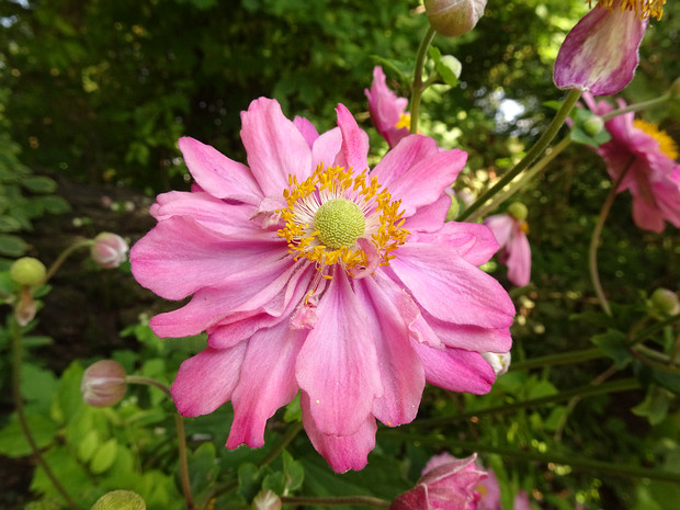 Ветренница шероховатая 'Памина'- Anemone scabiosa 'Pamina'