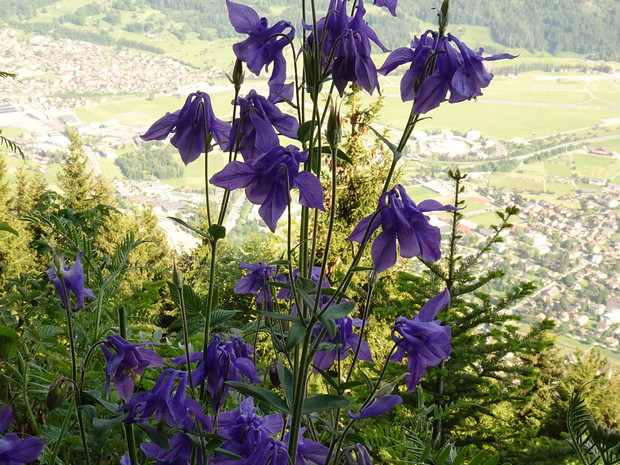 Водосбор альпийский - Aquilegia alpina