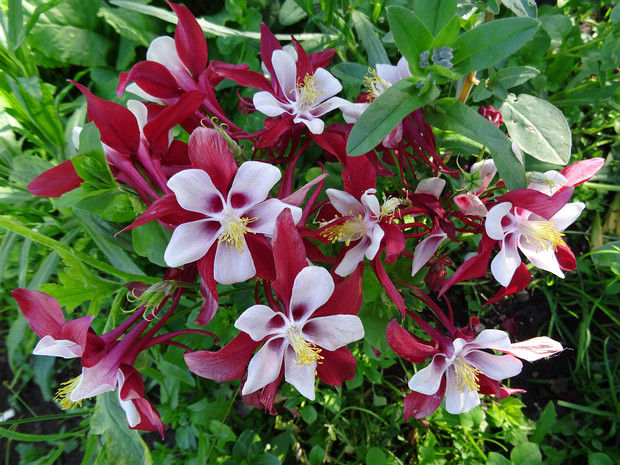 Водосбор голубой 'Красное и Белое Оригами' - Aquilegia caerulea 'Origami Red and White'