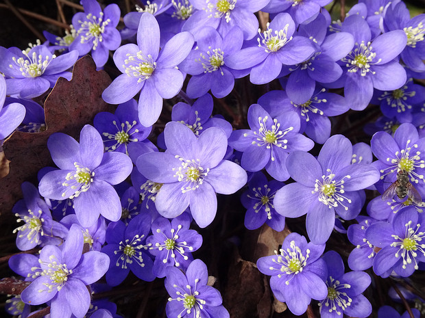 Перелеска благородная - Hepatica nobilis