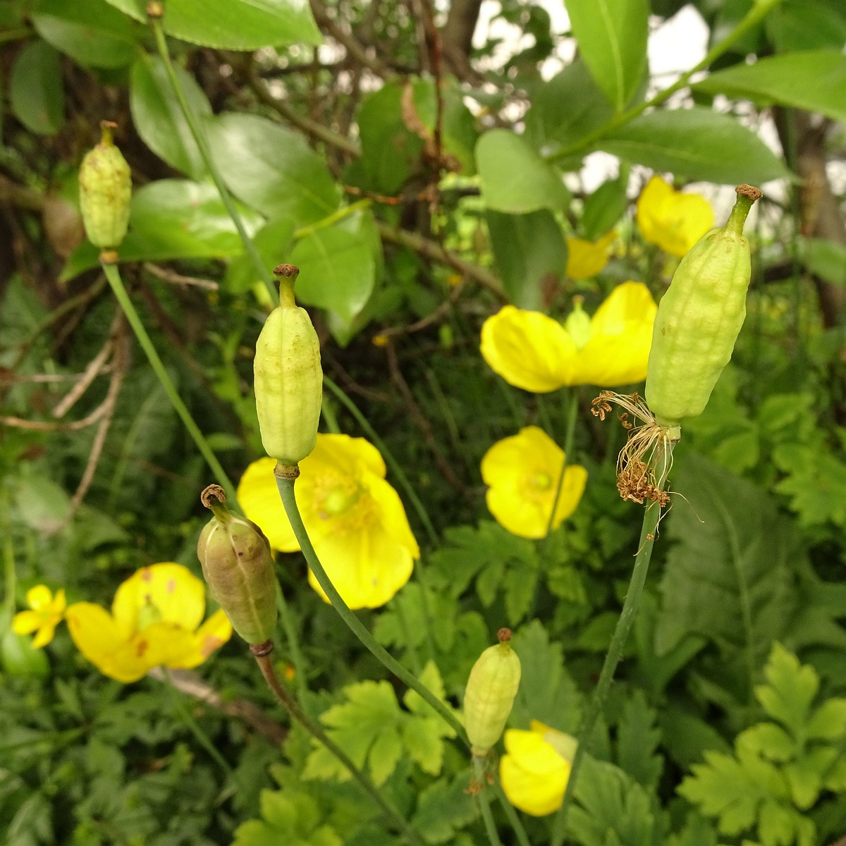 Papaver croceum 22-Jul-19 _ 12_07_58