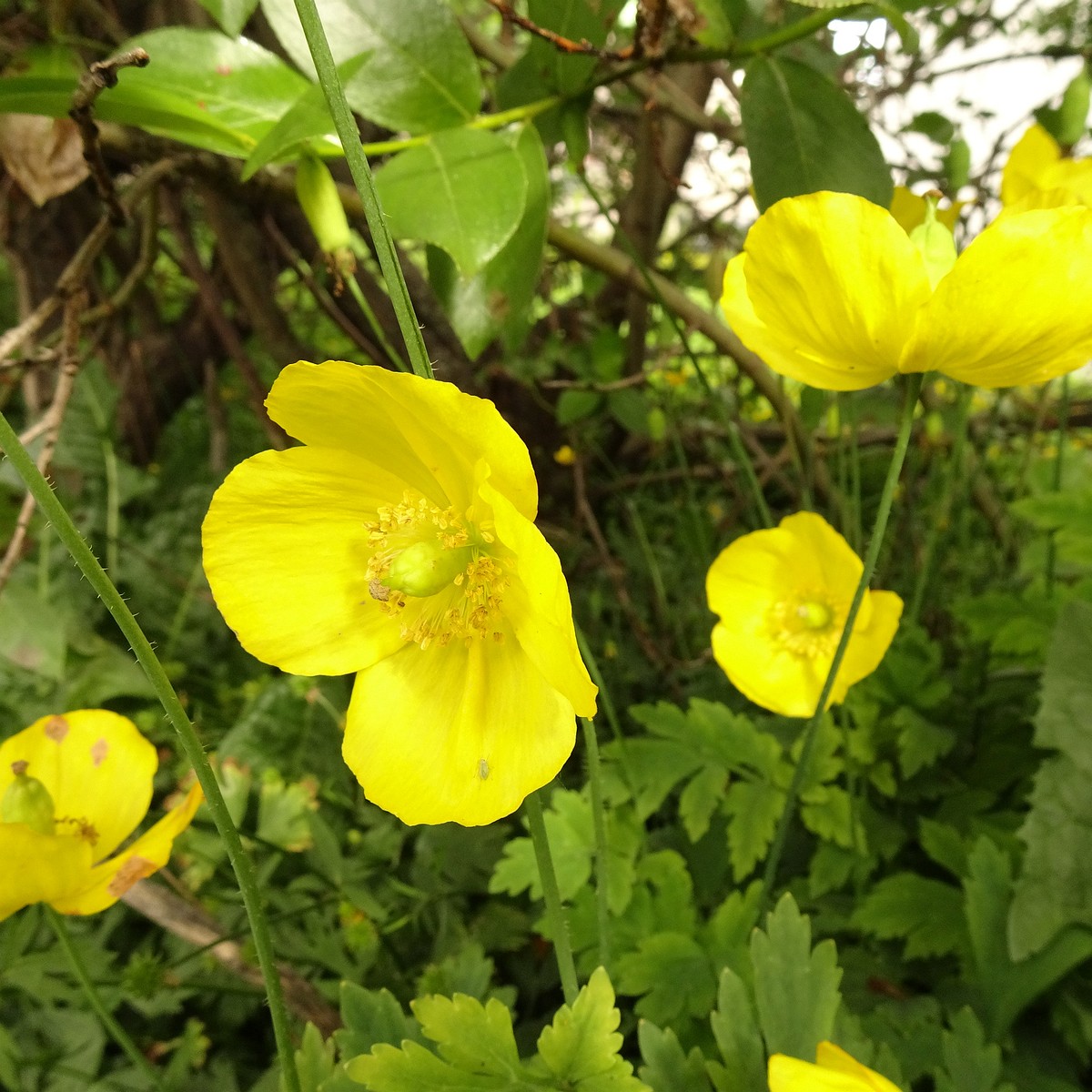 Papaver croceum 22-Jul-19 _ 12_08_06