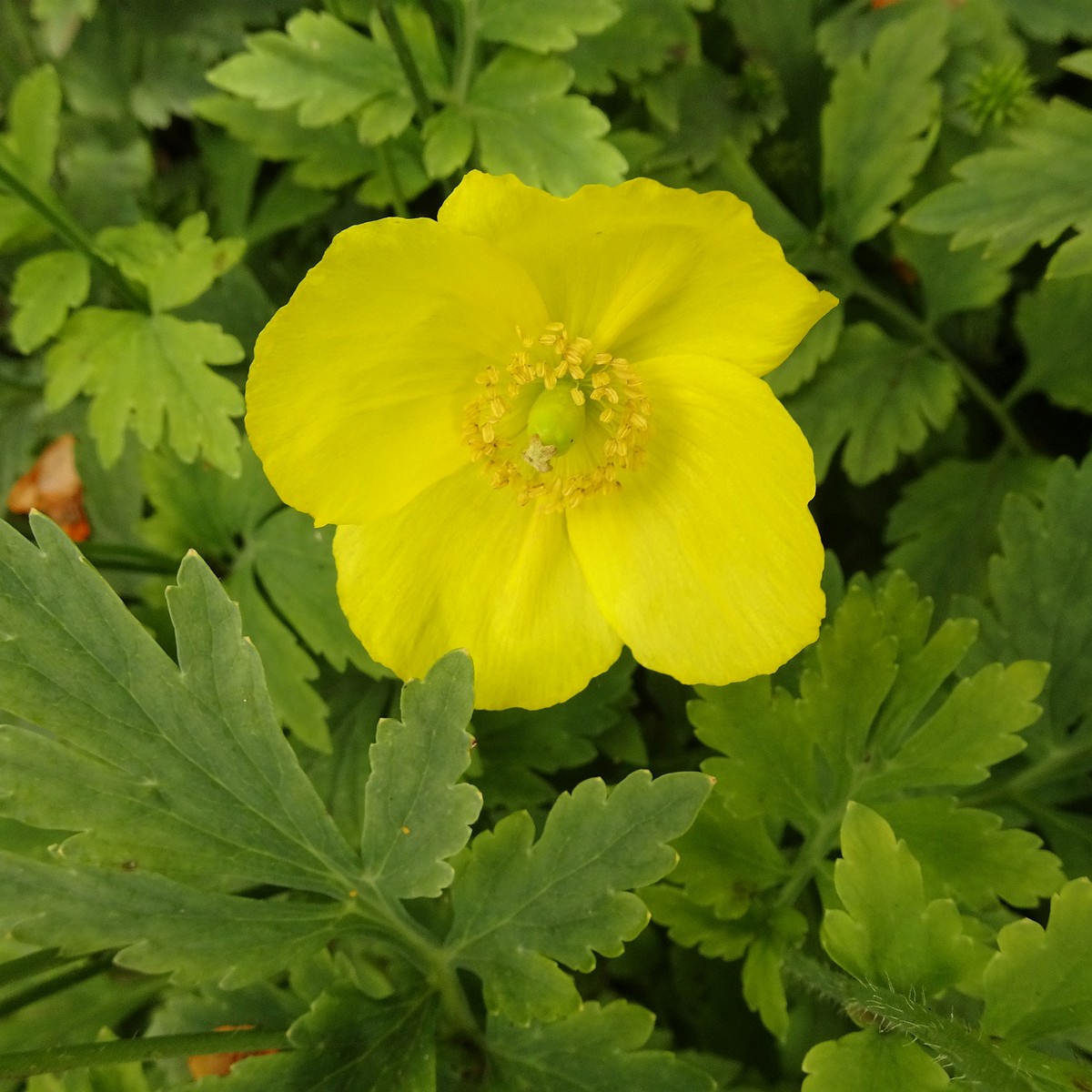 Papaver croceum 22-Jul-19 _ 12_08_10