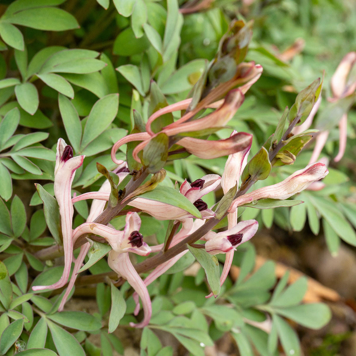 _tallinn-botanical-garden-116