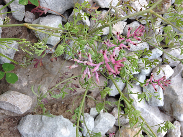 Дымянка лекарственная, аптечная, Дикая рута - Fumaria officinalis