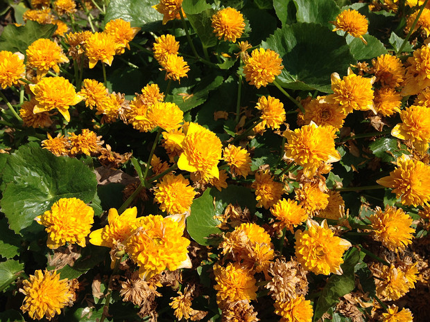 Калужница болотная 'Многосложная' - Caltha palustris 'Multiplex'