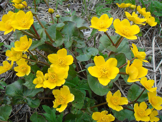 Калужница болотная - Caltha palustris