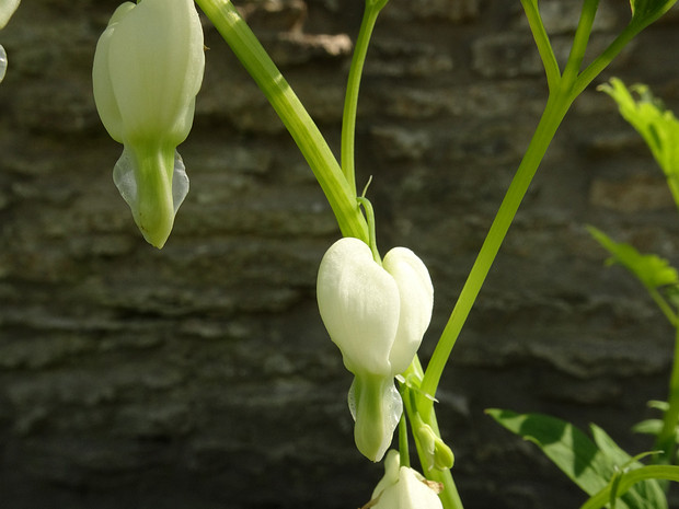 Лампрокапнос великолепный белая форма - Lamprocapnos spectabilis f. alba