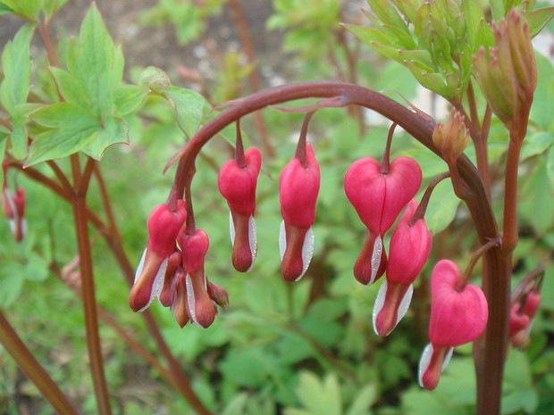 Лампрокапнос великолепный - Lamprocapnos spectabilis