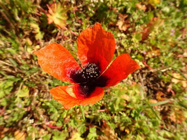 Мак аргемона - Papaver argemone