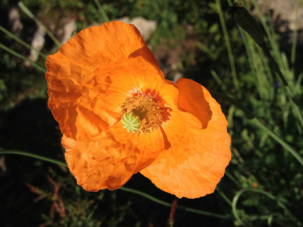 Мак атлантический - Papaver atlanticum