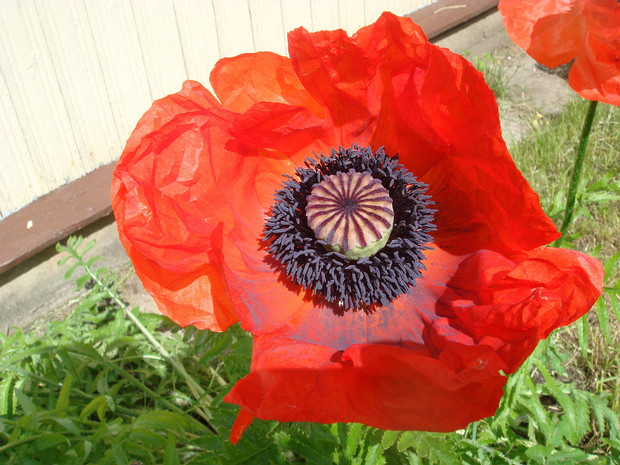 Мак восточный - Papaver orientale