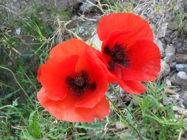 Мак крупноротый - Papaver macrostomum