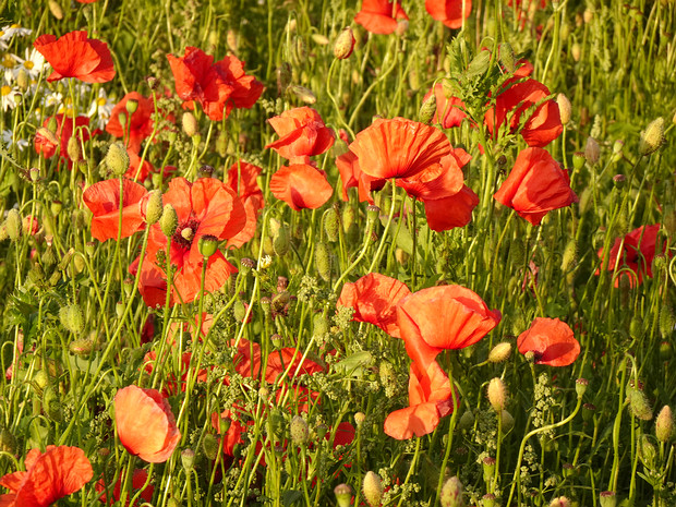 Мак самосейка - Papaver rhoeas