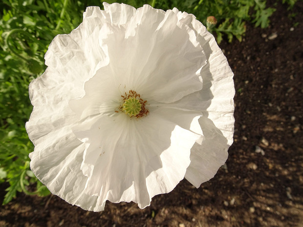 Мак снотворный 'Белое Облако' - Papaver somniferum 'White Cloud'