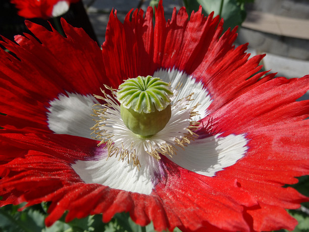 Мак снотворный подвид дольчатый 'Датский Флаг' - Papaver somniferum var. laciniatum 'Danish Flag'