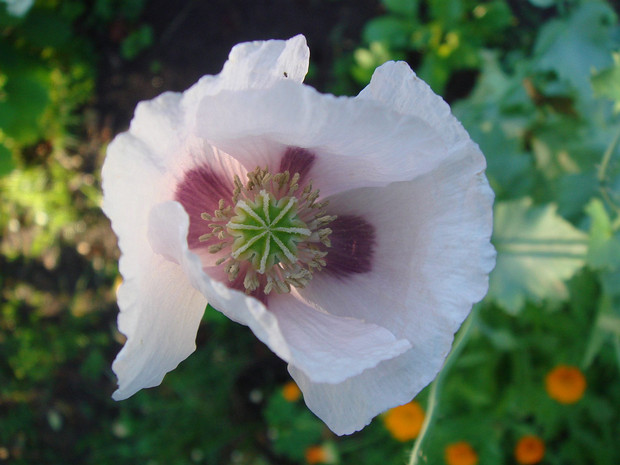 Мак снотворный - Papaver somniferum