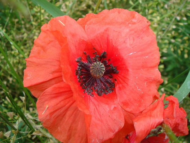 Мак сомнительный - Papaver dubium