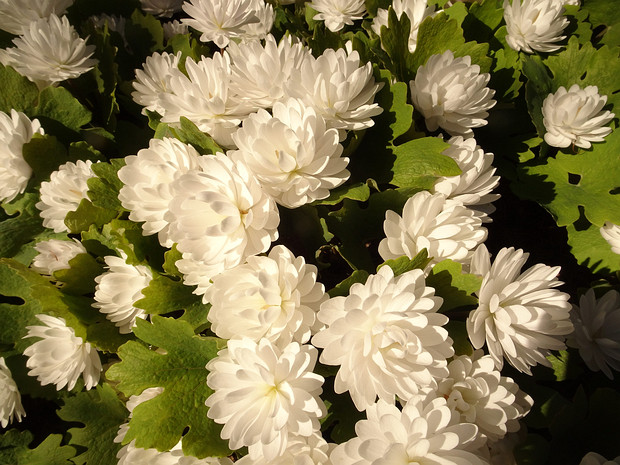 Сангинария канадская 'Мультиплекс' - Sanguinaria canadensis 'Multiplex'