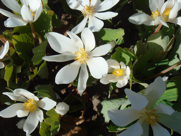 Сангинария канадская - Sanguinaria canadensis