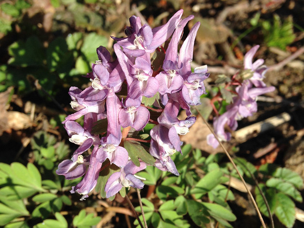 Хохлатка плотная - Corydalis solida