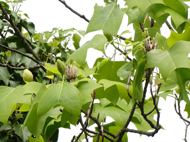 Лириодендрон тюльпановый - Liriodendron tulipifera