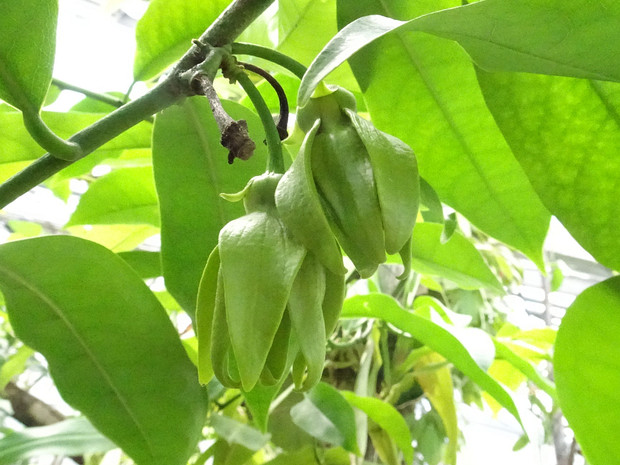 Анноновые - Annonaceae The Annonaceae are a family, the custard apple family, of flowering plants consisting of trees, shrubs, or rarely...