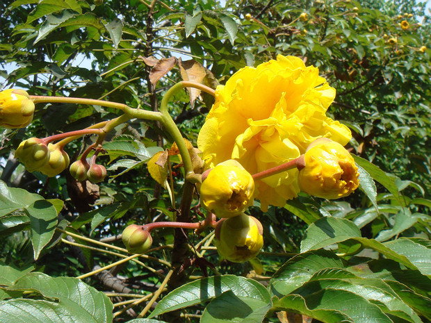 Кохлоспермум королевский - Cochlospermum regium