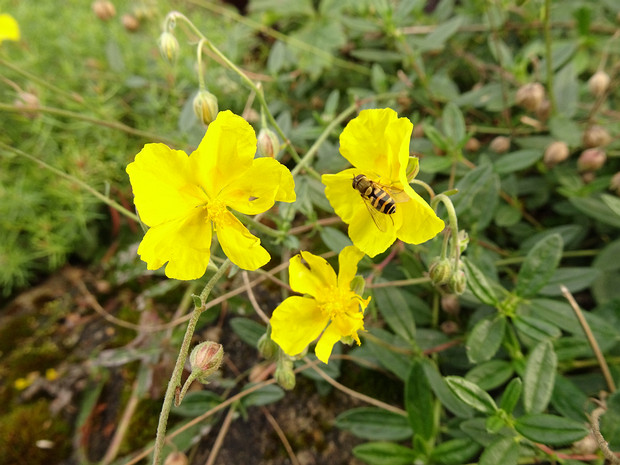 Солнцецвет монетолистный - Helianthemum nummularium