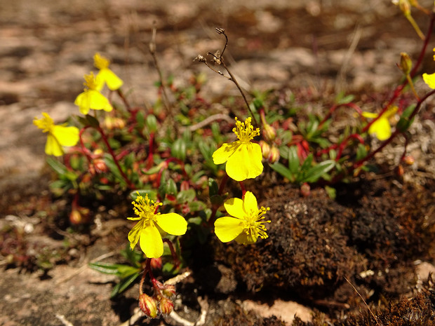 Солнцецвет эландский - Helianthemum oelandicum