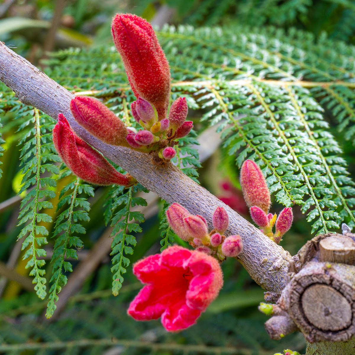 tallinn_botanical_garden_palm_house_subtropics-2