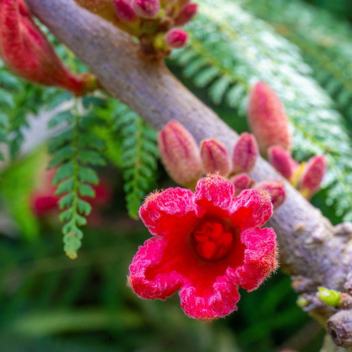 tallinn_botanical_garden_palm_house_subtropics-3