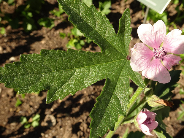 Алтей коноплёвый - Althaea cannabina