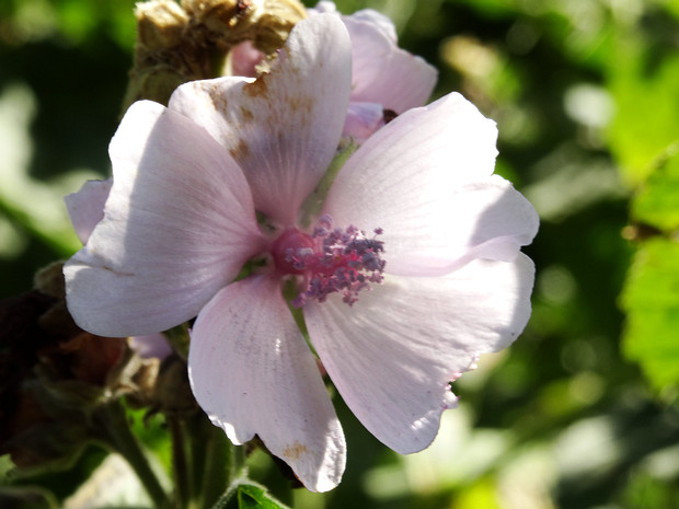 Алтей лекарственный, аптечный - Althaea officinalis