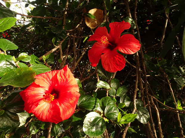 Гибискус китайский - Hibiscus rosa-sinensis