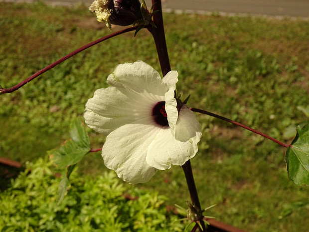 Гибискус сабдариффа - Hibiscus sabdariffa