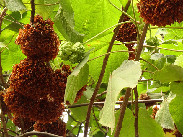 Домбея Уоллича - Dombeya wallichii