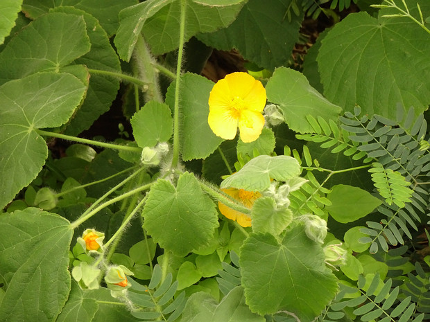 Канатник мавританский - Abutilon mauritianum