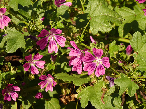 Мальва лесная - Malva sylvestris