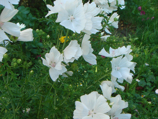 Мальва мускусная форма белая - Malva moschata f. alba