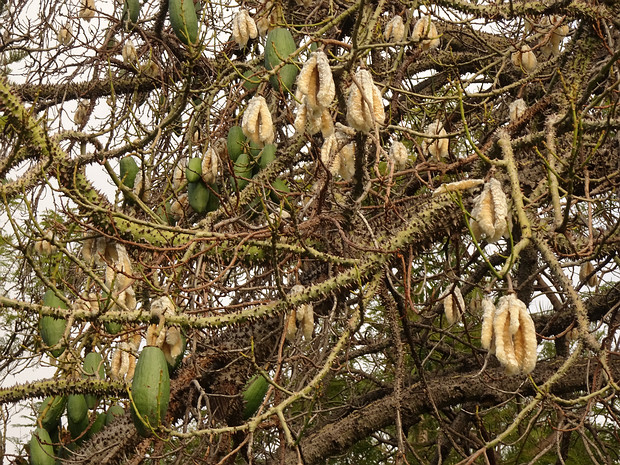 Сейба великолепная - Ceiba speciosa