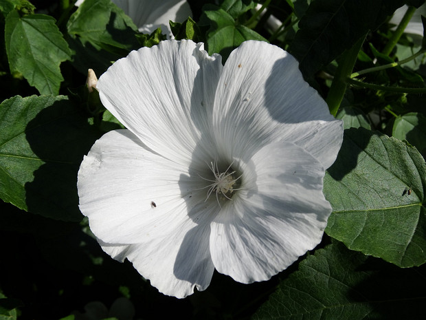 Хатьма трёхмесячная 'Монт Бланк' - Lavatera trimestris 'Mont Blanc'