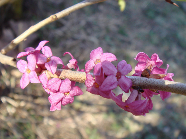 Волчеягодниковые - Thymelaeaceae The Thymelaeaceae are a cosmopolitan family of flowering plants composed of 50 genera (listed below) and 898 species. It...