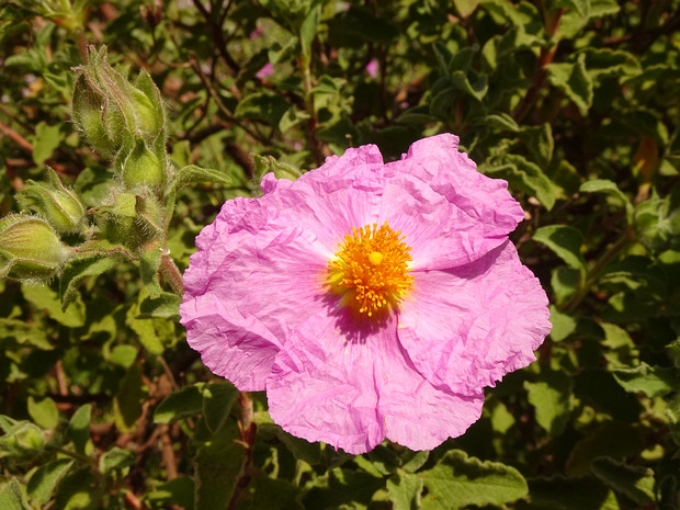 Ладанниковые - Cistaceae The Cistaceae are a small family of plants (rock-rose or rock rose family) known for their beautiful shrubs, which are...