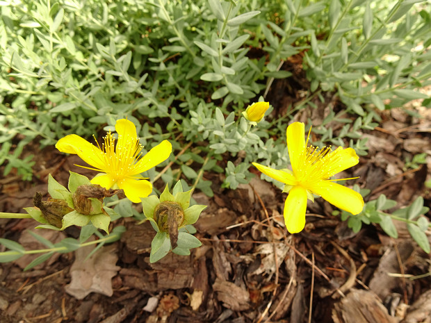 Зверобой олимпийский - Hypericum olympicum