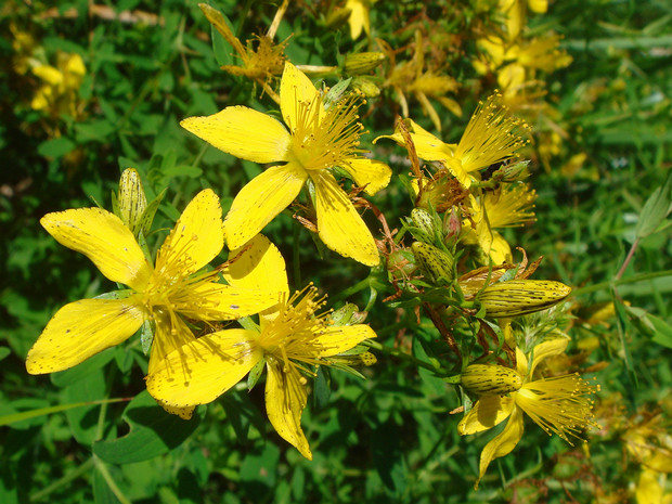 Зверобой продырявленный - Hypericum perforatum