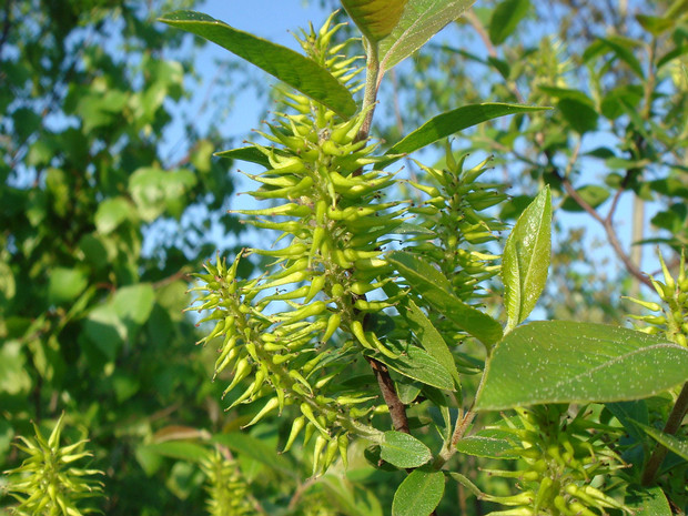 Ива козья - Salix caprea