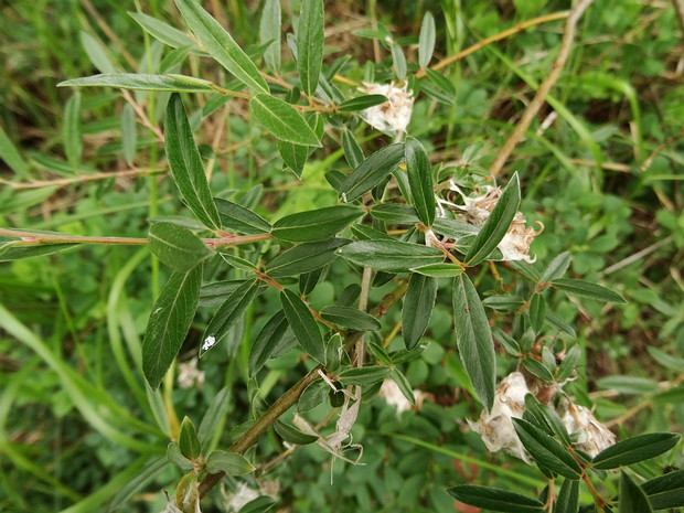 Ива розмаринолистная - Salix rosmarinifolia