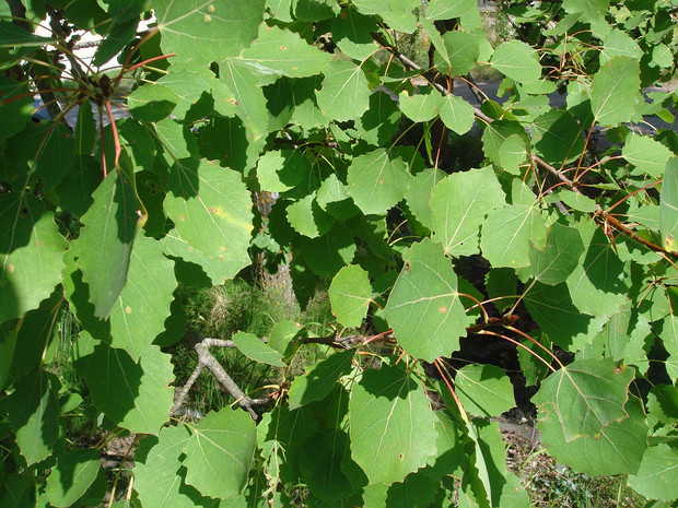 Тополь дрожащий, Осина - Populus tremula